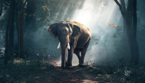  awesome-elephant-photograp-.jp awesome-elephant-photograp-.jp