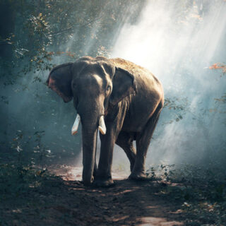 awesome-elephant-photograp-.jp awesome-elephant-photograp-.jp