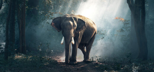 awesome-elephant-photograp-.jp awesome-elephant-photograp-.jp