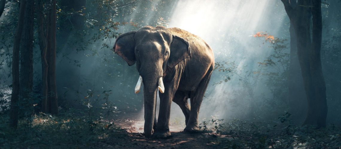 awesome-elephant-photograp-.jp awesome-elephant-photograp-.jp