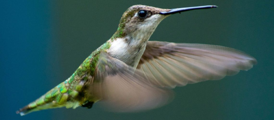 hummingbird-photo