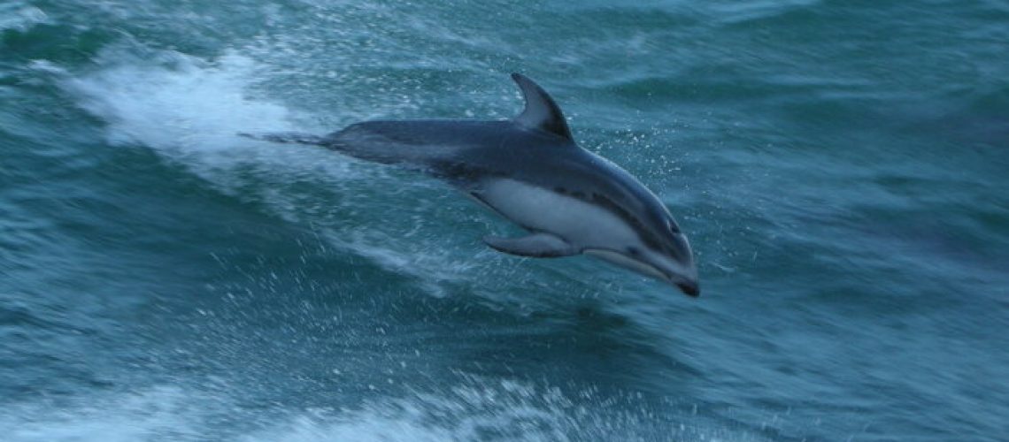 porpoise700x400
